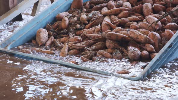 Washing and sorting of sweet potatoes in an agricultural packing facility