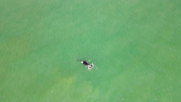 Aerial view of southern right whale slapping fin, Western Cape, South Africa. alt