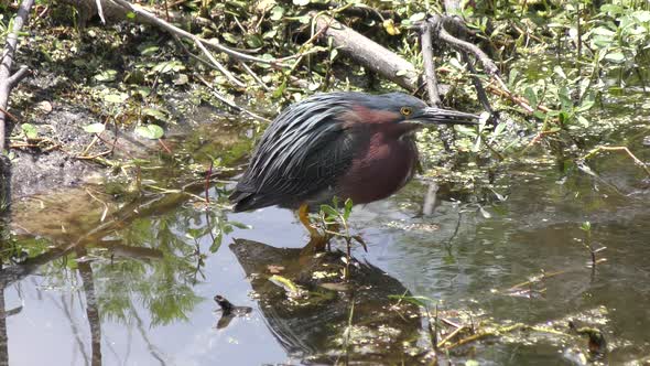  Green Heron In A Pond