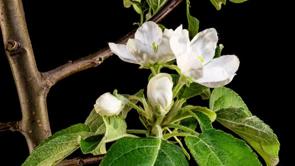 Spring Beautiful Flowers Apple Tree Blossom is Timelapse Close Up alt