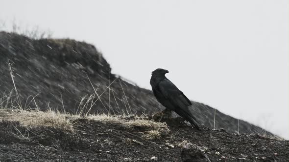 Black Bird During Winter alt