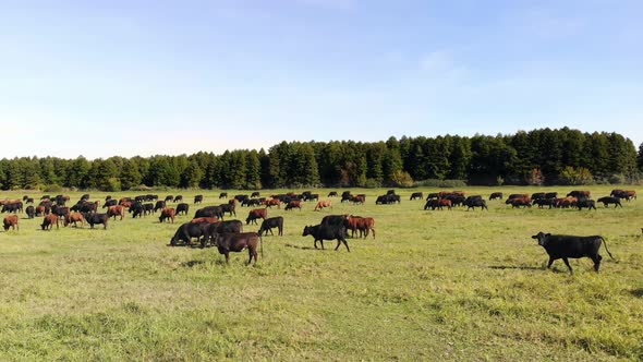 in Meadow on Green Grassy Field Many Brown and Black Pedigree Breeding Cows Bulls are Grazing alt