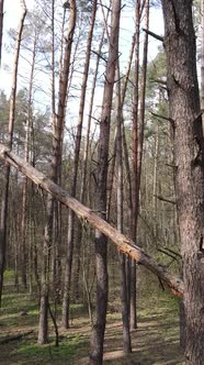 Vertical Video of Beautiful Forest Landscape Aerial View alt