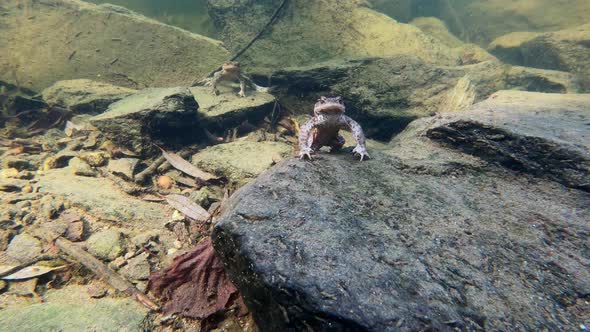 Common toad, Bufo bufo, Czech republic, Europe wildlife alt