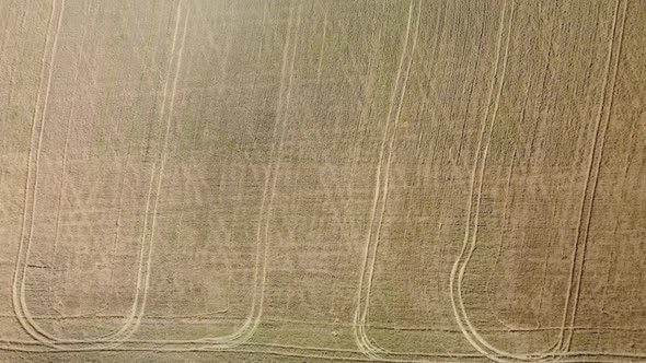 Ripe Ears of Wheat View From the Air