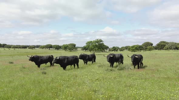 Aerial footage of a cattle of angry bulls in a green field alt