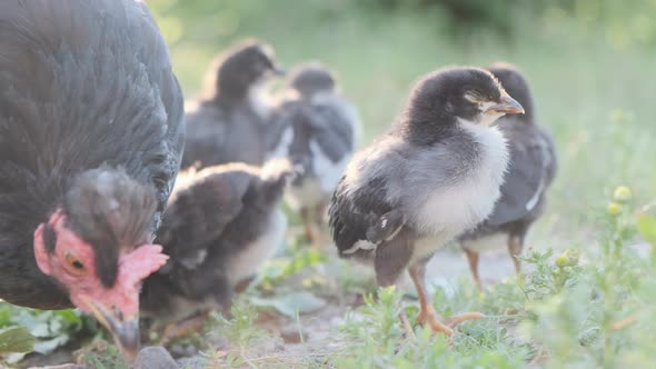 A family of small chickens with their mother chicken are walking in the farm yard. alt