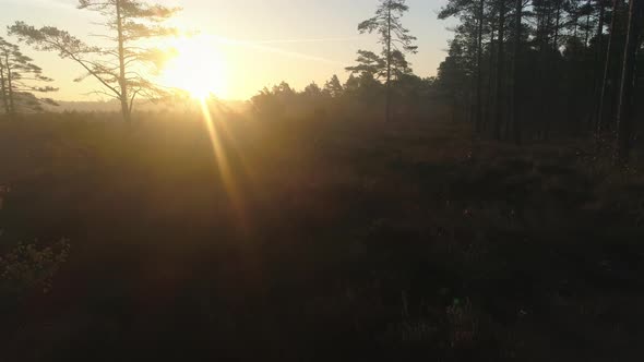 Misty Morning Forest in Bog at Sunrise