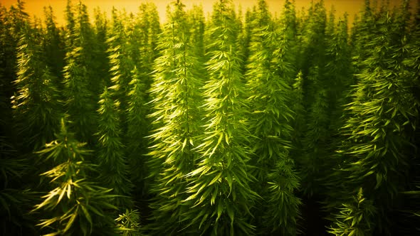 Field of Green Medial Cannabis alt