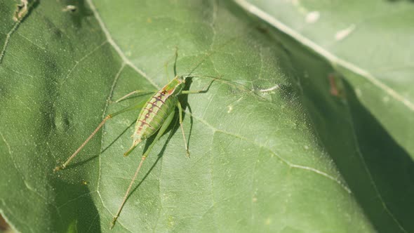 Great green bush-cricket Tettigonia viridissima on the plant leaf 4K footage alt