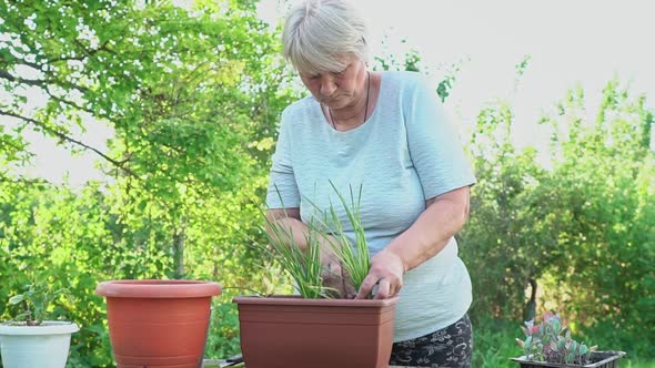 Gardening at Home alt