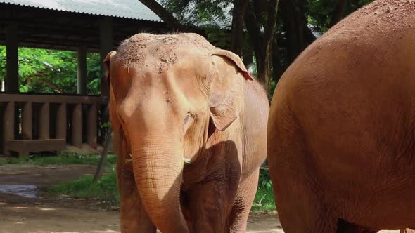 Elephant standing next to another while looking around in slow motion. alt