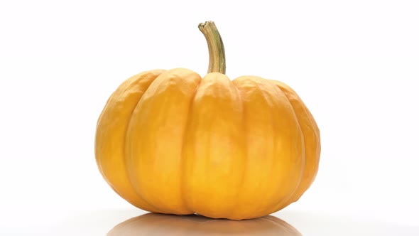 Close Up a Ripe Yellow Pumpkin Isolated on the White Background with Copy Space