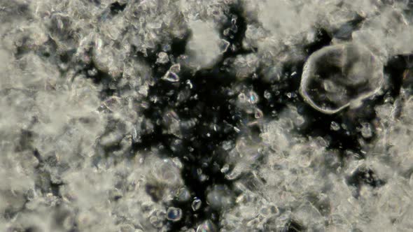 the Motion of Scorbutus Crystals Under a Microscope, an Alcoholic Solution of Ascorbic Acid, the alt