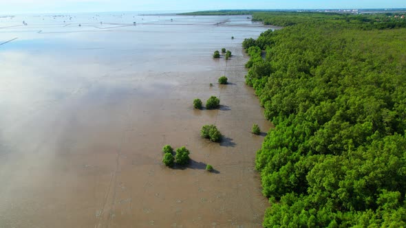 Aerial top view over the mangrove forests along the coast at low tide alt