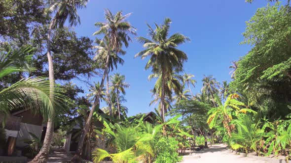 Beautiful palms garden on Maldives island alt