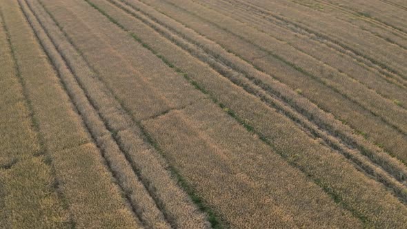 Summer Field View From Above alt
