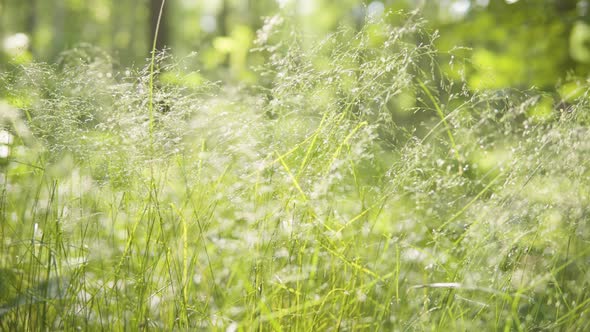 Green Grass in a Forest on a Sunny Day  Closeup