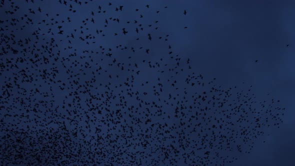 Starlings Fill The Sky During Murmuration At Dusk With Beautiful Formations