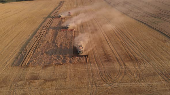 Aerial shot: few combines harvest wheat at sunset. alt