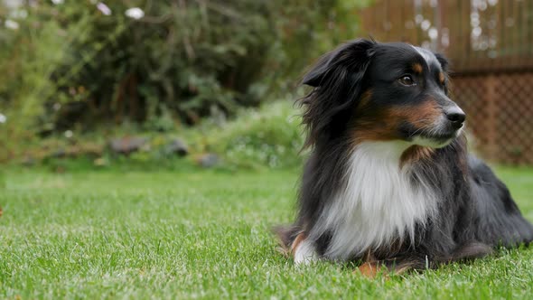 A mini Australian Shepherd laying down in a beautiful lawn of grass. alt
