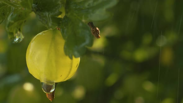Ripe gooseberries under the rain alt