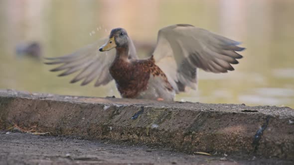 Duck jumping onto the curbstone alt