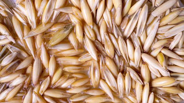 Sprouting Oat Grains, Healthy Eating Concept, Starting Life, Time Lapse, Macro Video alt