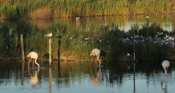 Greater flamingos and  flock of Mediterranean gull (Ichthyaetus melanocephalus) alt