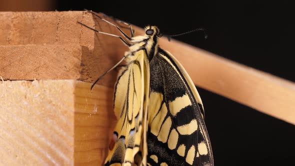 Papilio machaon, the Old World swallowtail butterfly folded wings alt