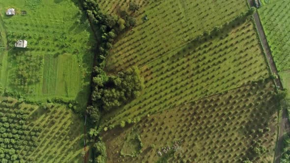 Avocado orchards top view