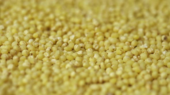Millet Groats Closeup Rotates As a Background for a Restaurant Wheatgrass Backdrop Popularly Called alt