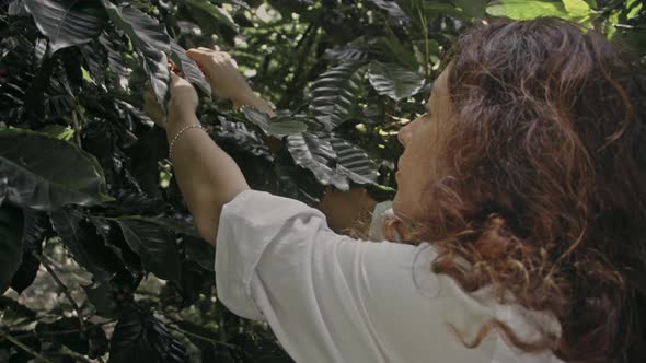 Woman Farmer is Harvesting Coffee Berries in the Coffee Farm Arabica Coffee Berries with alt