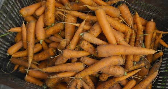 Fresh carrots on organic farm alt