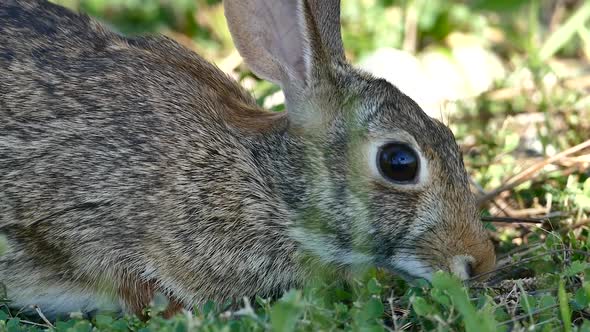 Hare On Grass 02