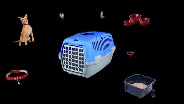 Moving animation of petshop products. Transparent background and loop video. Animated cat and dog