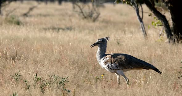Kori Bustard Etosha, Namibia, Africa alt