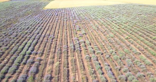 Lavender Field Aerial Drone View