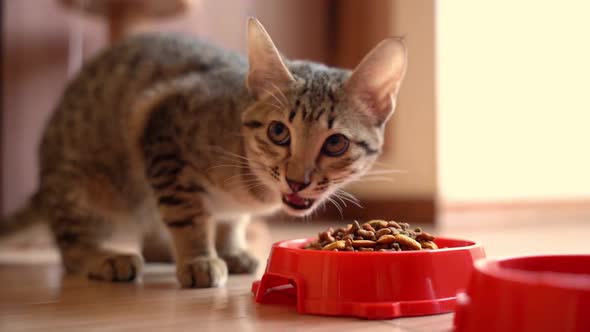 Cat Eats From A Bowl