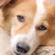 Close up shot of a dog - VideoHive Item for Sale