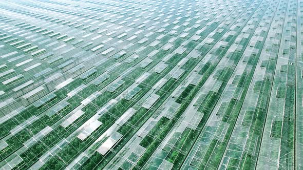General View of Industrial Greenhouses Abstaract Panorama Aerial Flight, Green Sprouts, Sun and Sky
