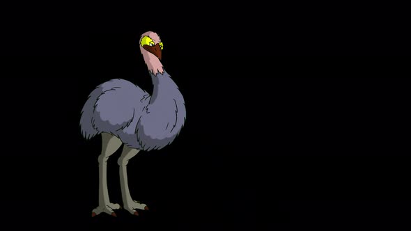 Gray ostrich stands in full growth and looks around alpha matte 4K