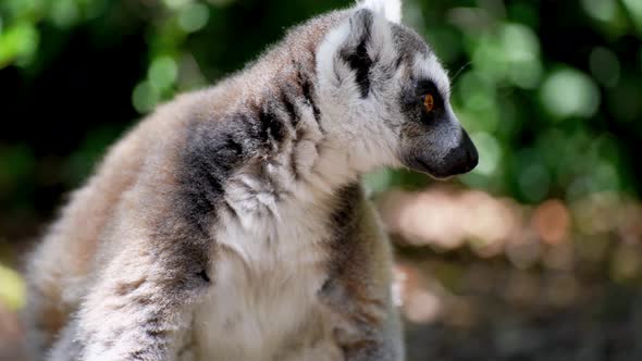 video of lemurs in the forest