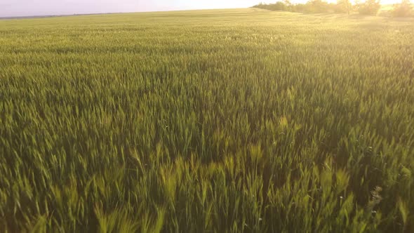 Aerial of the Rural Green Wheat Field with Fluttering Spikelets at Glittering Sunset  