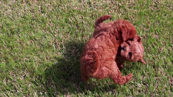 Poodle Puppies Playing Slow Motion alt