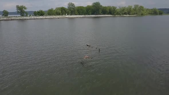 flying with golden eagle low over water alt