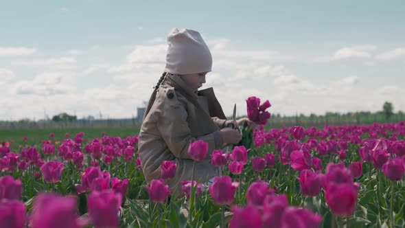 Child picks a bouquet of red tulips