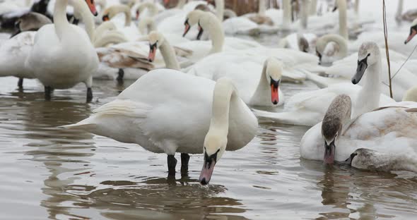 White swans eat near the shore, swim swim in the lake. Army of swans gathered together to feed, one 