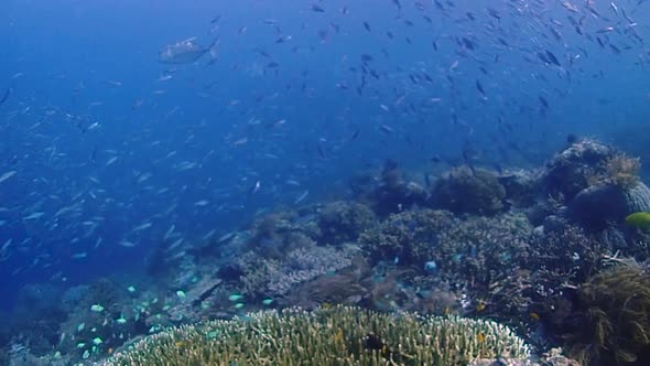 giant trevallys hunting small reef fish in a group on top of a vibrant healthy coral reef alt