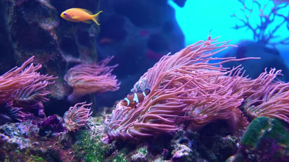 Reef fish Amphiprion clarkii swims next to anthozoa.